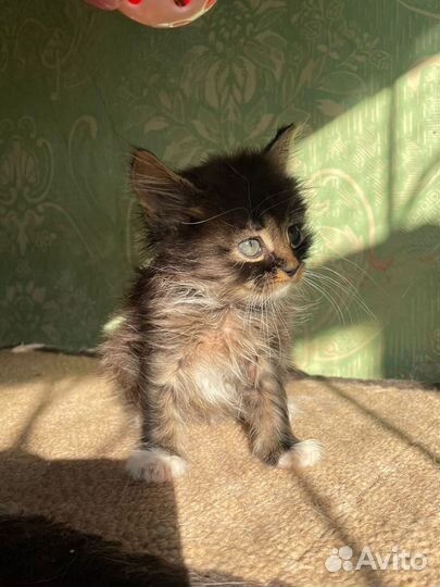 Котенок мальчик