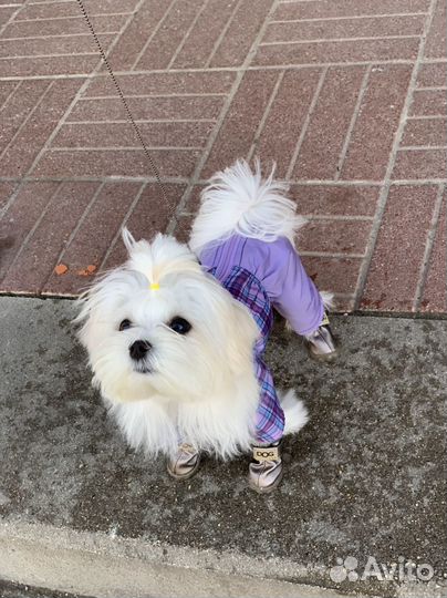 Костюм для маленькой собаки