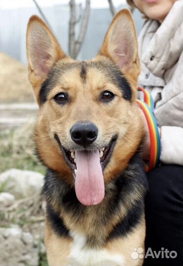 Собака в добрые руки