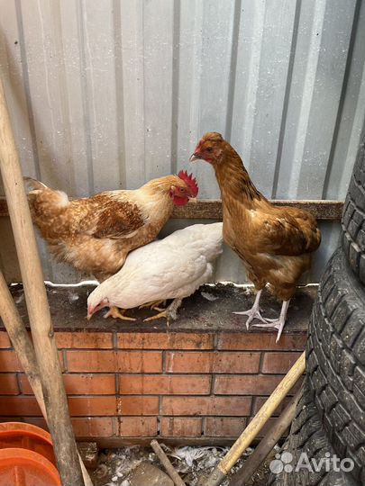 Куры молодки