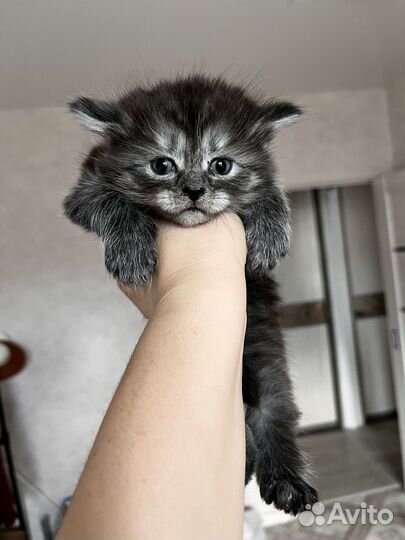 Отдам бесплатно