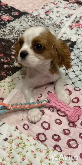 Девочка кавалер Кинг Чарльз спаниель