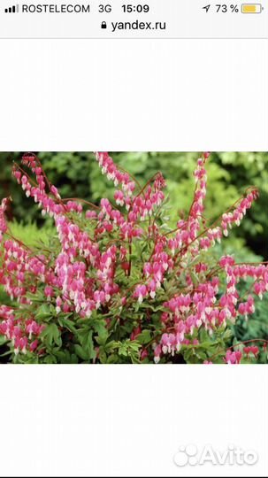 Разбитое сердце и другие многолетники