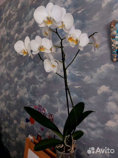 Орхидеи разные, цветет сейчас