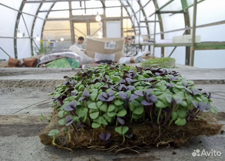 Микрозелень