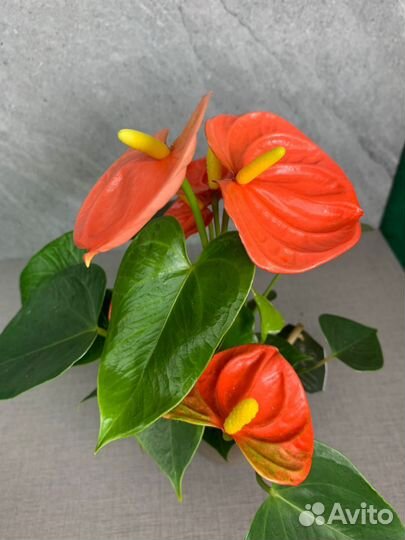 Антуриум Stilo d 9