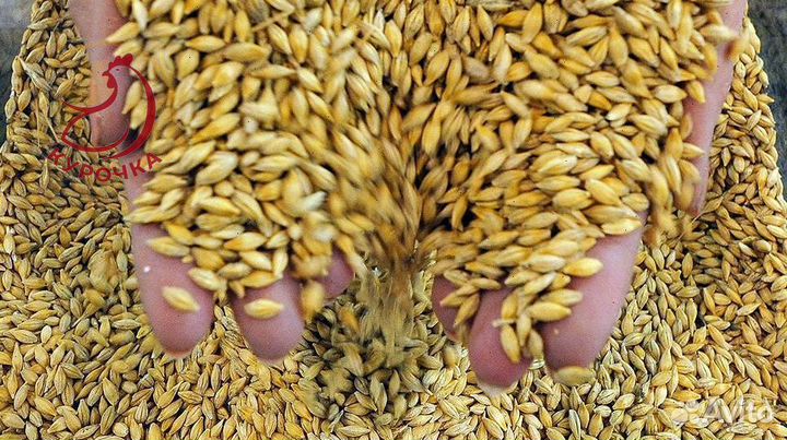 Зерно, овес, ячмень, пшеница