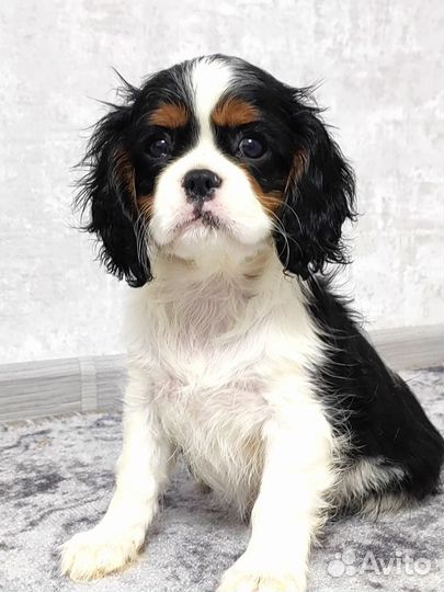 Девочка триколор