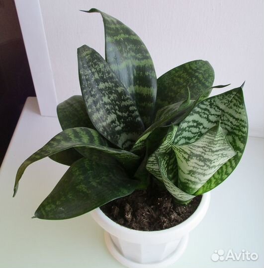 Сансевиерия (щучий хвост)