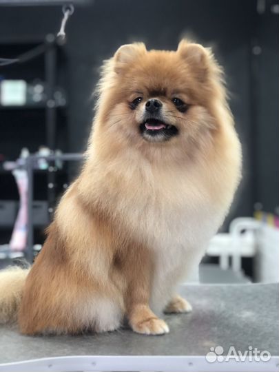 Стрижка собак / груминг/экспресс -линька