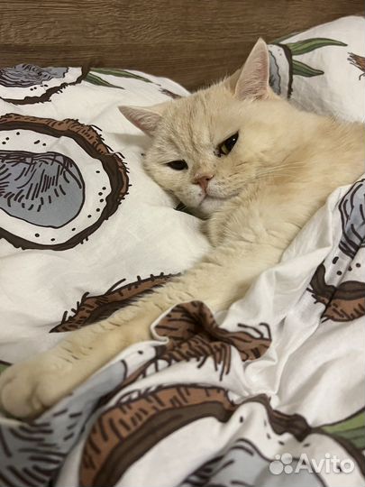 Кот и кошка