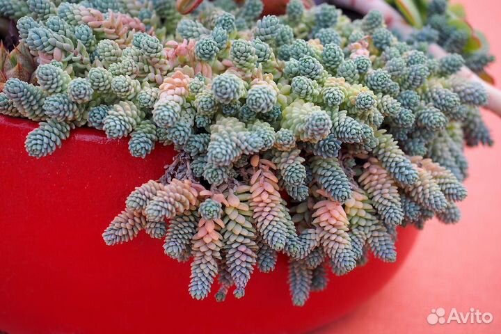 Суккуленты очитки Седум Дасифиллюм комнатный