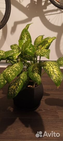 Диффенбахия