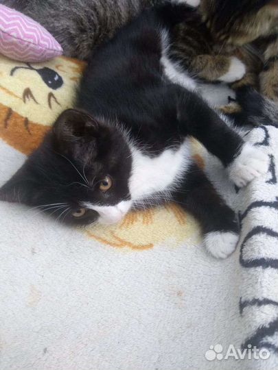 Крошка для души