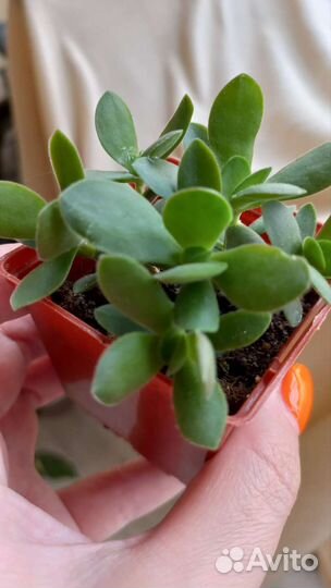 Крассула Мани Майкер