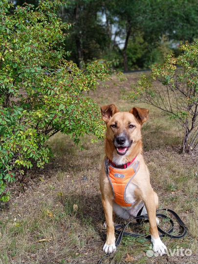 Айова собака