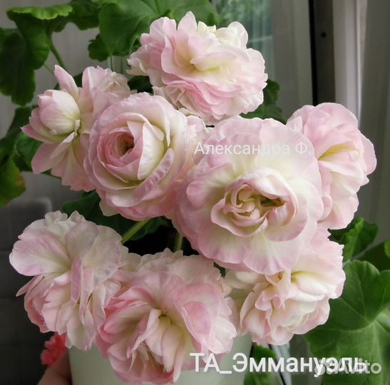 Сортовая пеларгония (герань)