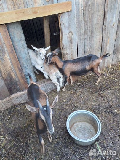 Козлята