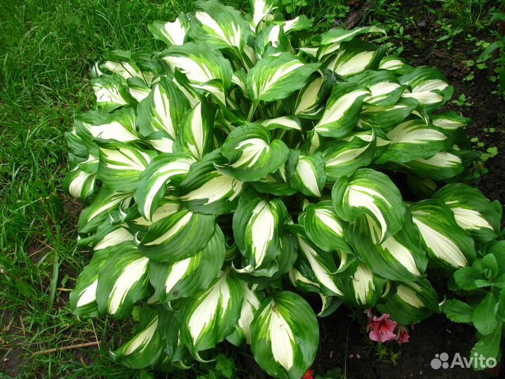 Саженцы хосты. Доставка по РФ