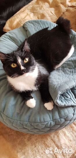 Котенок бобтейл черно-белый девочка Шарлотта 7мес