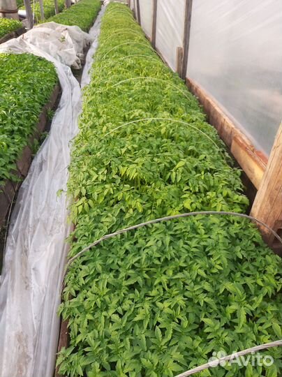 Рассада помидоров, брокколи, перца,баклажанов