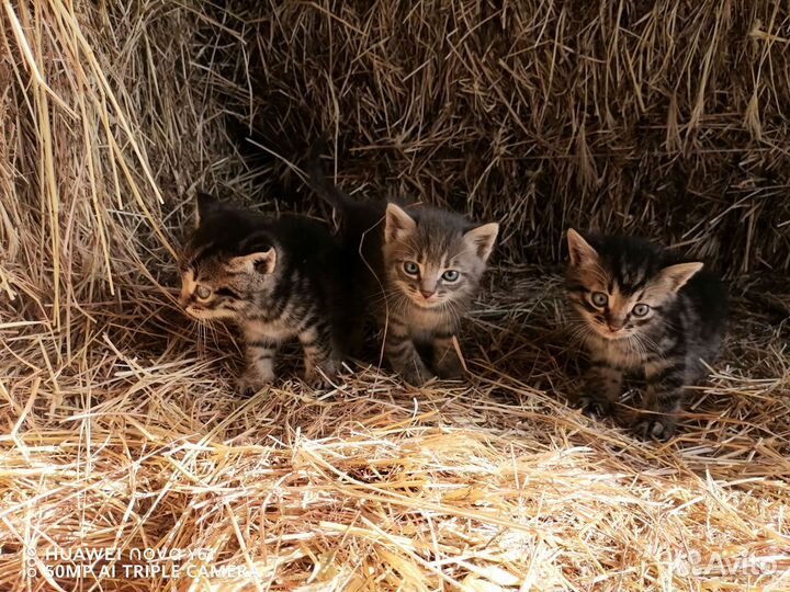 Котята в хорошие руки