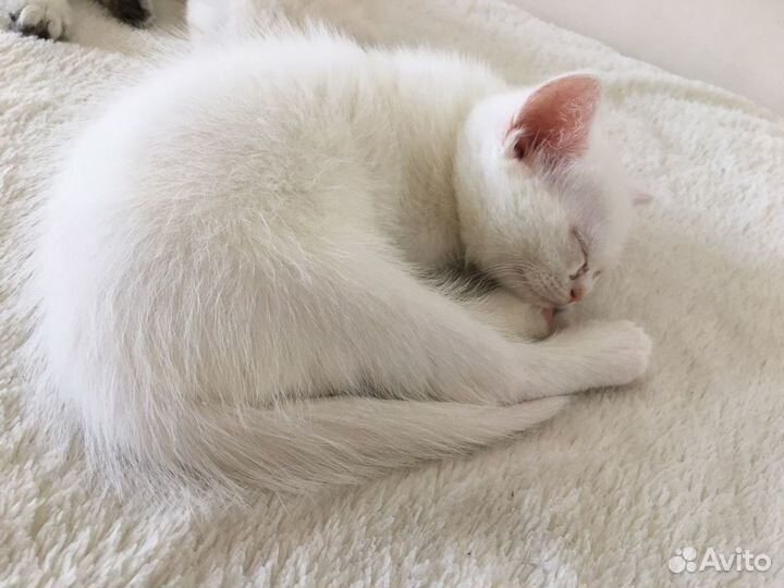Продаю котят британцев (белые голубоглазые )