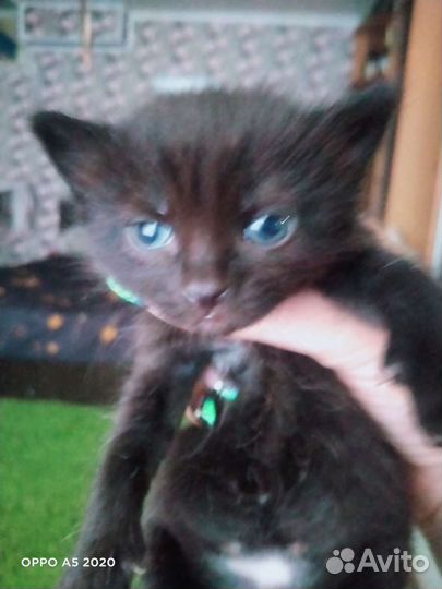 Котята в дар бесплатно