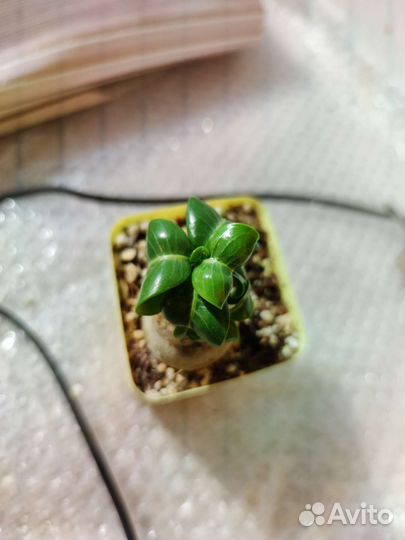 Адениум mini white