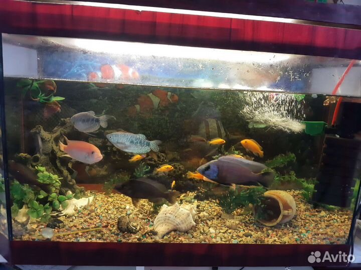 Аквариум
