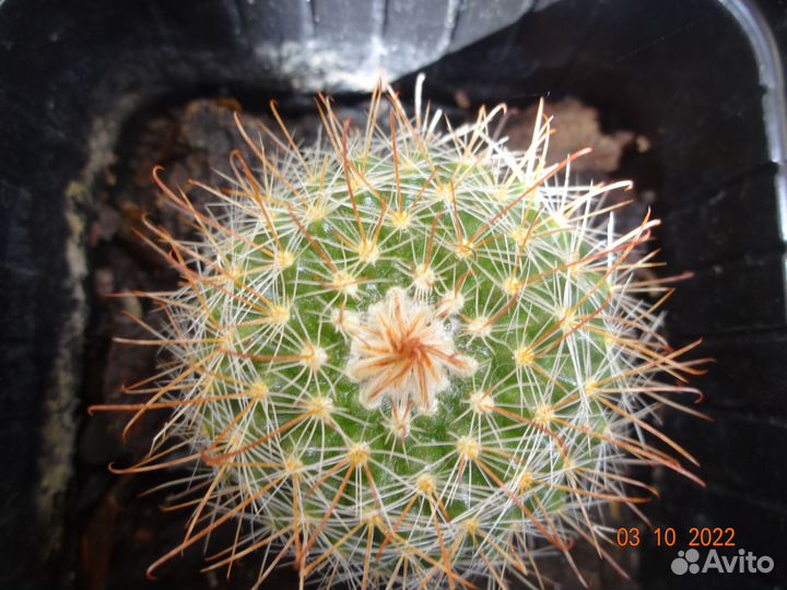 Кактус Пародия
