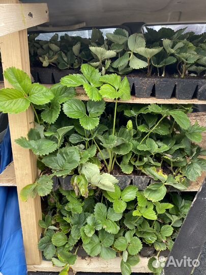 Рассада клубники альба,азия