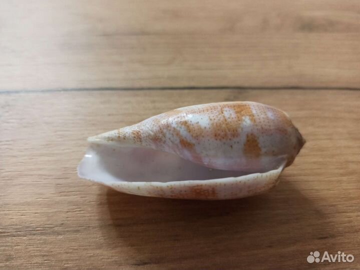 Морская раковина