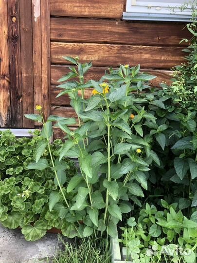 Многолетние растения-2. Создаем изысканный сад