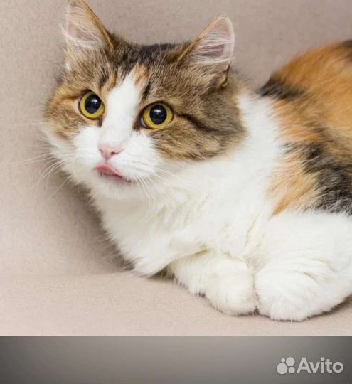 Алиса ищет дом