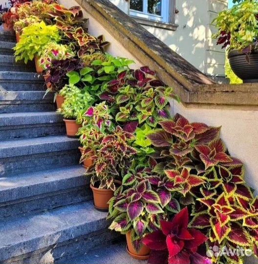 Колеусы коллекционные