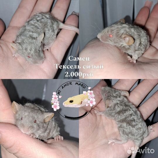 Декоративные мыши Тексель