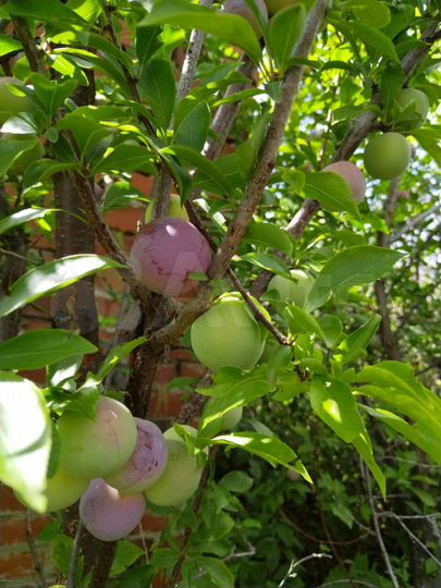 Участок 7,5 сот. (СНТ, ДНП)