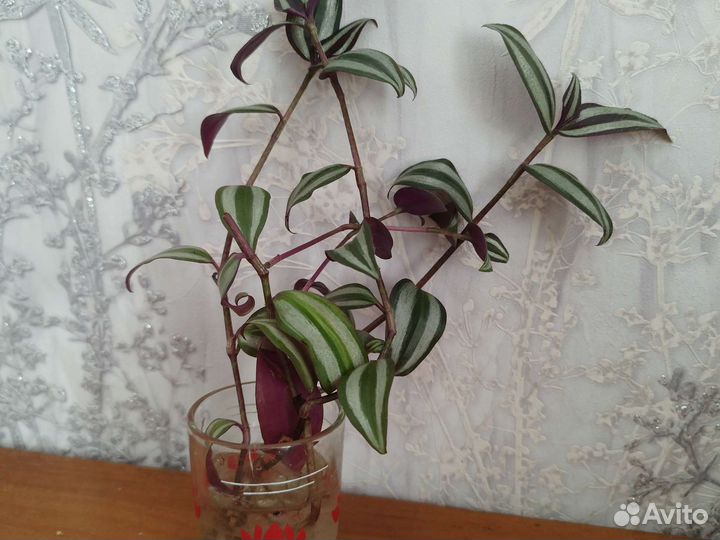 Традесканция зебрина