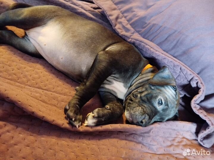 Щенок питбуль