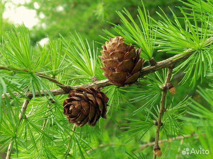 Лиственница Сибирская опт крупномеры хвойные