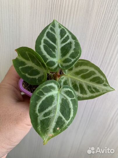 Редкие растения