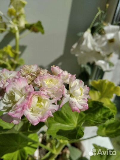 Пеларгония герань April snow и Appel blossom