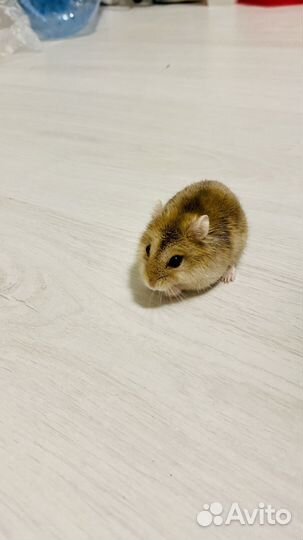Хомяк с клеткой