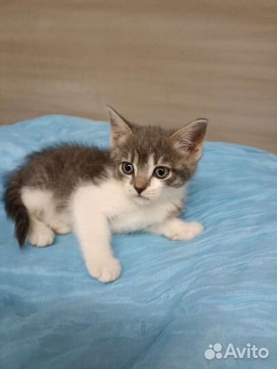 Котенок в добрые руки