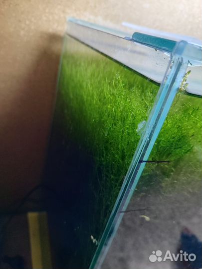 Мох для аквариума