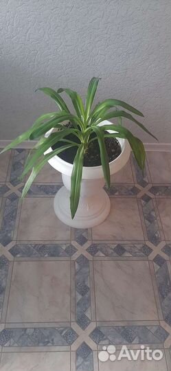 Юкка, Фикус