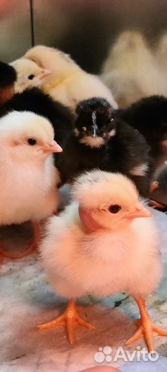 Цыплята