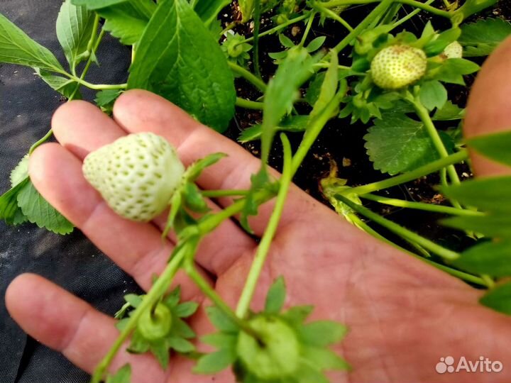 Клубника саженцы виктории уже с ягодами