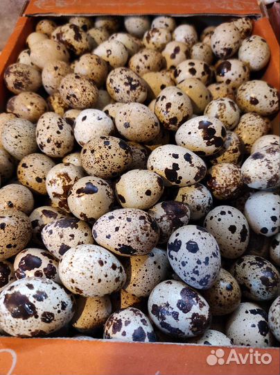 Яйца перепелиные инкубационное